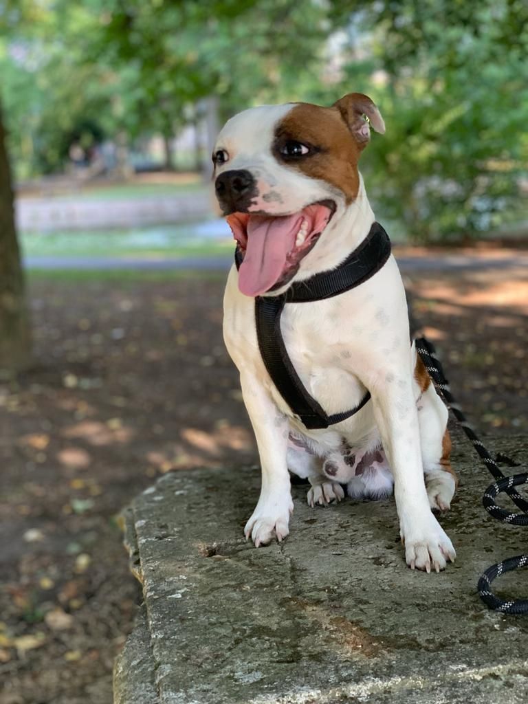 Chiots staffie 